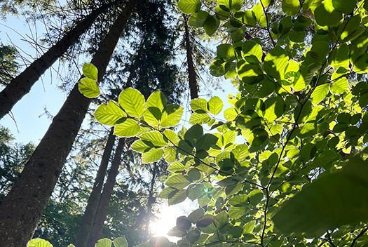 Waldbaden Waldbaden