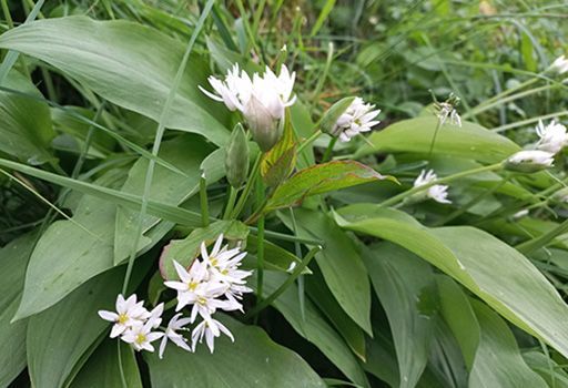 B&auml;rlauch-K&uuml;che