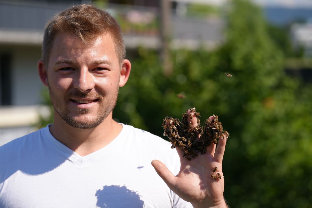 Bienen - Honig in der Stadt